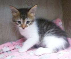 Shelter Stray Male Cat last seen Near Crawford Street, LAFAYETTE, LA, 70506, 410 Dugas Rd, Lafayette, LA 70507, USA