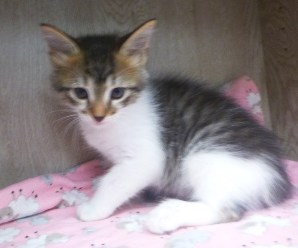 Shelter Stray Male Cat last seen Near Crawford Street, LAFAYETTE, LA, 70506, 410 Dugas Rd, Lafayette, LA 70507, USA