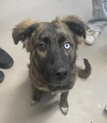 Shelter Stray Male Dog last seen Near N Marshall Avenue, El Cajon, CA, 92020, El Cajon, CA 92020, USA