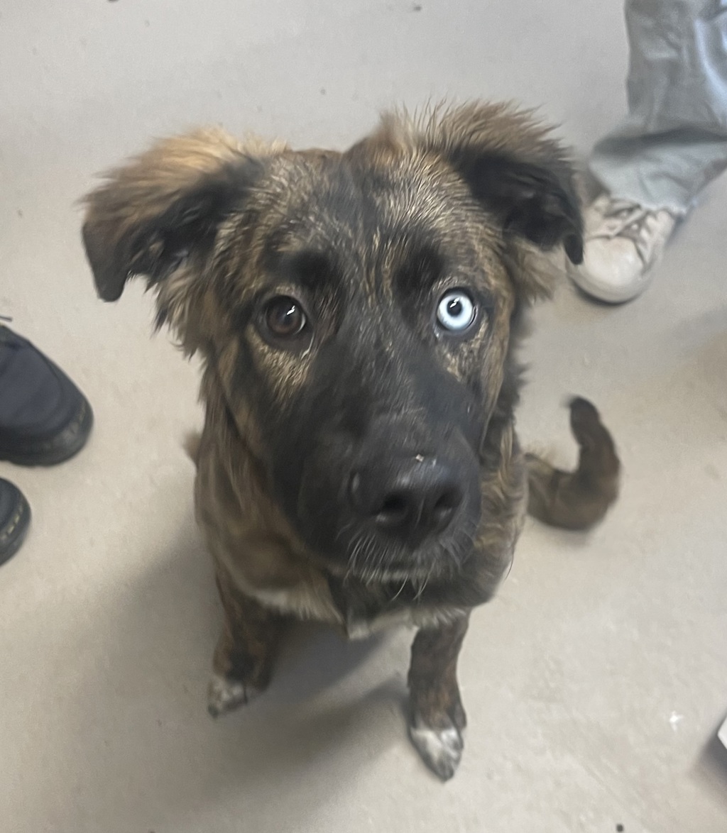 Shelter Stray Male Dog last seen Near N Marshall Avenue, El Cajon, CA, 92020, El Cajon, CA 92020, USA