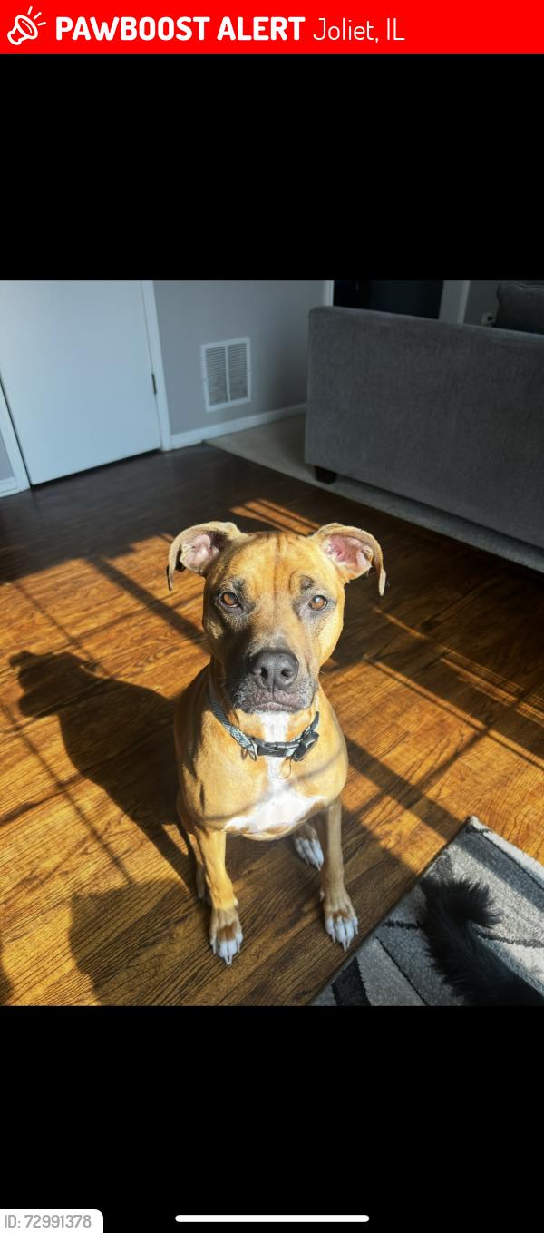Lost Male Dog last seen Ingalls, Black Road and Larkin , Joliet, IL 60435