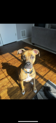 Lost Male Dog last seen Ingalls, Black Road and Larkin , Joliet, IL 60435