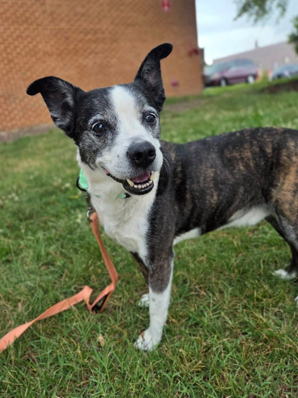 Shelter Stray Male Dog last seen Near Cedar Drive, SEVERN, MD, 21144, 411 Maxwell Frye Rd, Millersville, MD 21108, USA