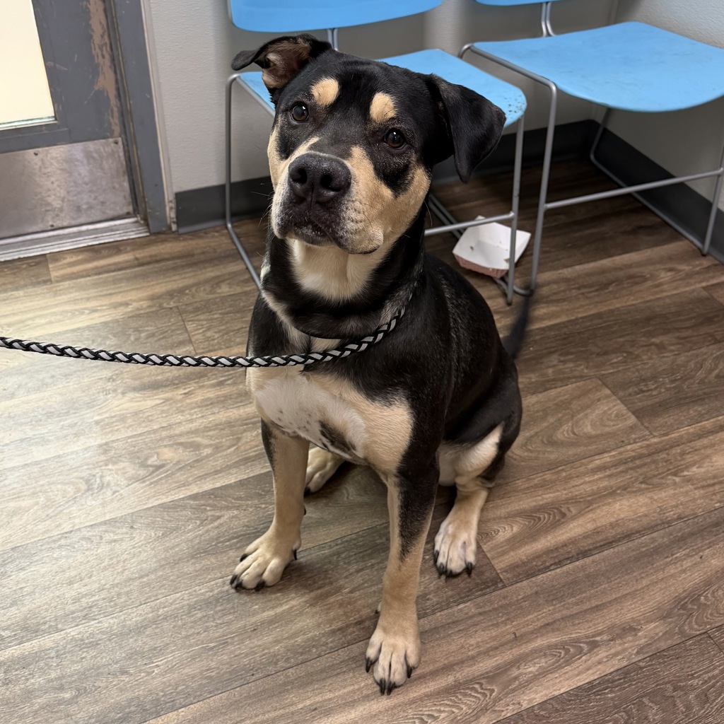 Shelter Stray Male Dog last seen Not Provided., San Diego, CA, 92110, 5500 Gaines St, San Diego, CA 92110, USA