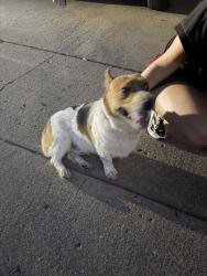 Found/Stray Male Dog last seen S Oak and W El Dorado woodmeadow neighborhood, Broken Arrow, OK 74011