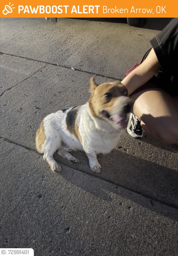 Found/Stray Male Dog last seen S Oak and W El Dorado woodmeadow neighborhood, Broken Arrow, OK 74011