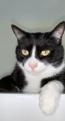 Lost Male Cat last seen rowan road, New Port Richey, FL 34653
