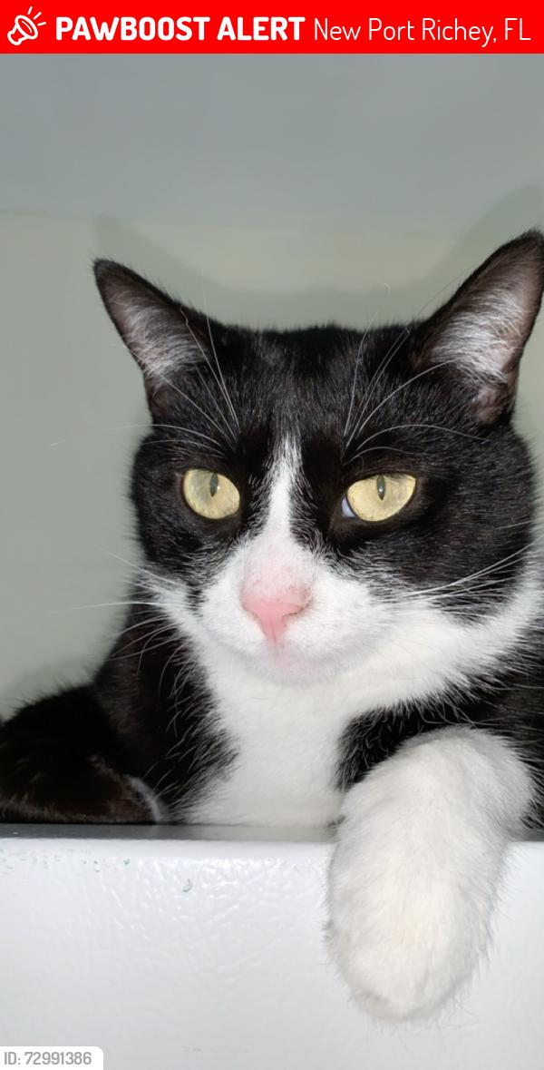 Lost Male Cat last seen rowan road, New Port Richey, FL 34653