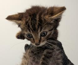 Shelter Stray Male Cat last seen Grove Street, Imperial Beach, CA, 91932, 5500 Gaines St, San Diego, CA 92110, USA