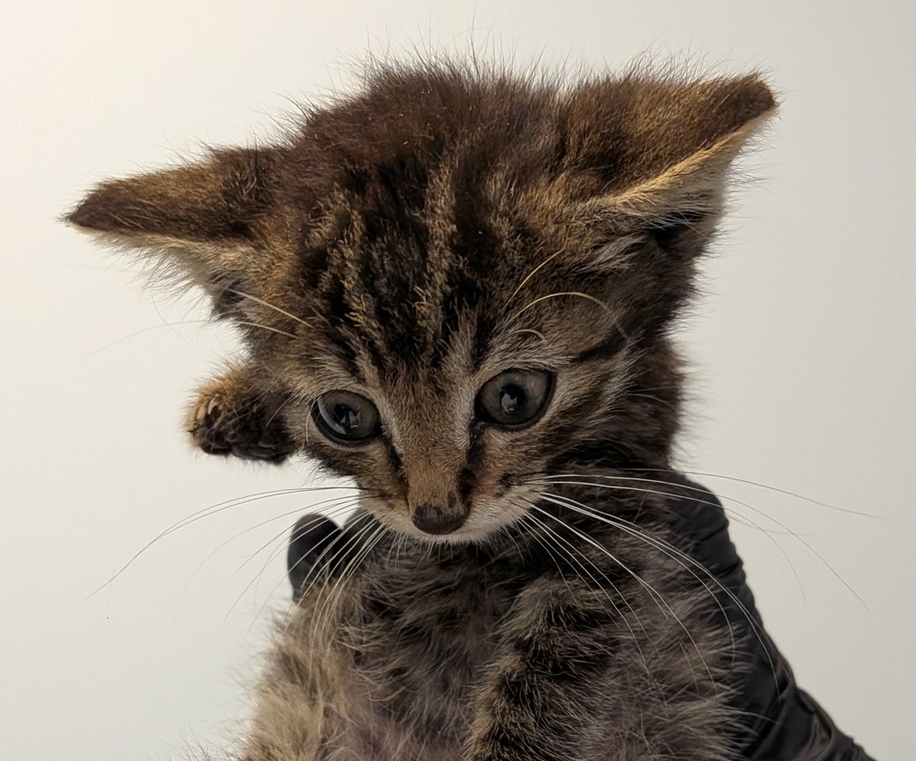 Shelter Stray Male Cat last seen Grove Street, Imperial Beach, CA, 91932, 5500 Gaines St, San Diego, CA 92110, USA