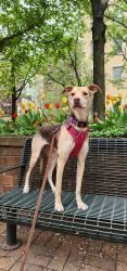 Reunited Female Dog last seen Near Scribner Ave, Norwalk, CT 06854, USA, Norwalk, CT 06854