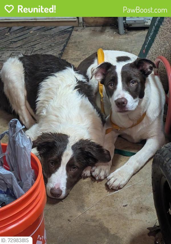 Reunited Female Dog last seen Hobgood Rd, Cherokee County, GA 30102