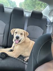 Reunited Male Dog last seen Amblewood Dr & Monticeto Ln, Meadows Place, TX 77477, USA, Meadows Place, TX 77477
