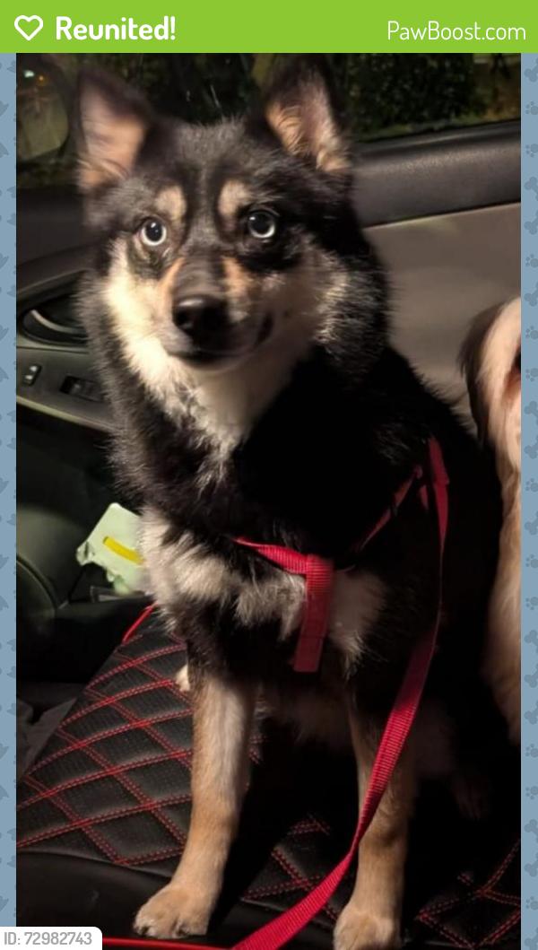 Reunited Male Dog last seen Dixie rd, Norfolk, VA 23505