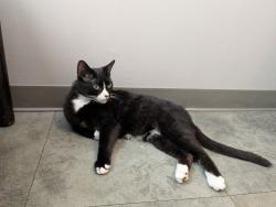 Found/Stray Male Cat last seen Urban Artifact, Cincinnati, OH 45223