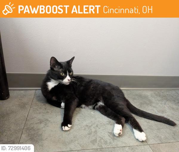 Found/Stray Male Cat last seen Urban Artifact, Cincinnati, OH 45223
