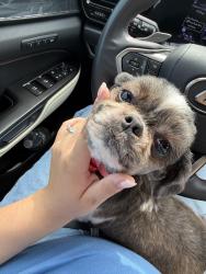 Lost Female Dog last seen Quick trip on S Parker’s St and Old 69 HWY, Olathe, KS 66061