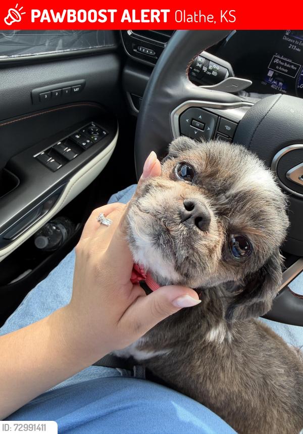 Lost Female Dog last seen Quick trip on S Parker’s St and Old 69 HWY, Olathe, KS 66061