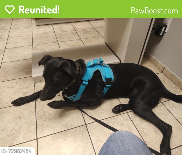 Reunited Male Dog last seen Tanner Point Dr, New Market, AL 35761