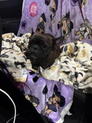 Reunited Female Dog last seen Jones Road, Jacksonville, FL 32219