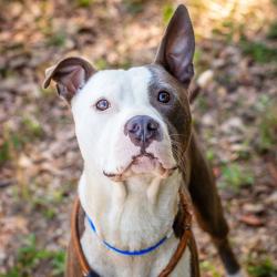 Shelter Stray Male Dog last seen , 1901 N 31st Ave, Hattiesburg, MS 39401, USA
