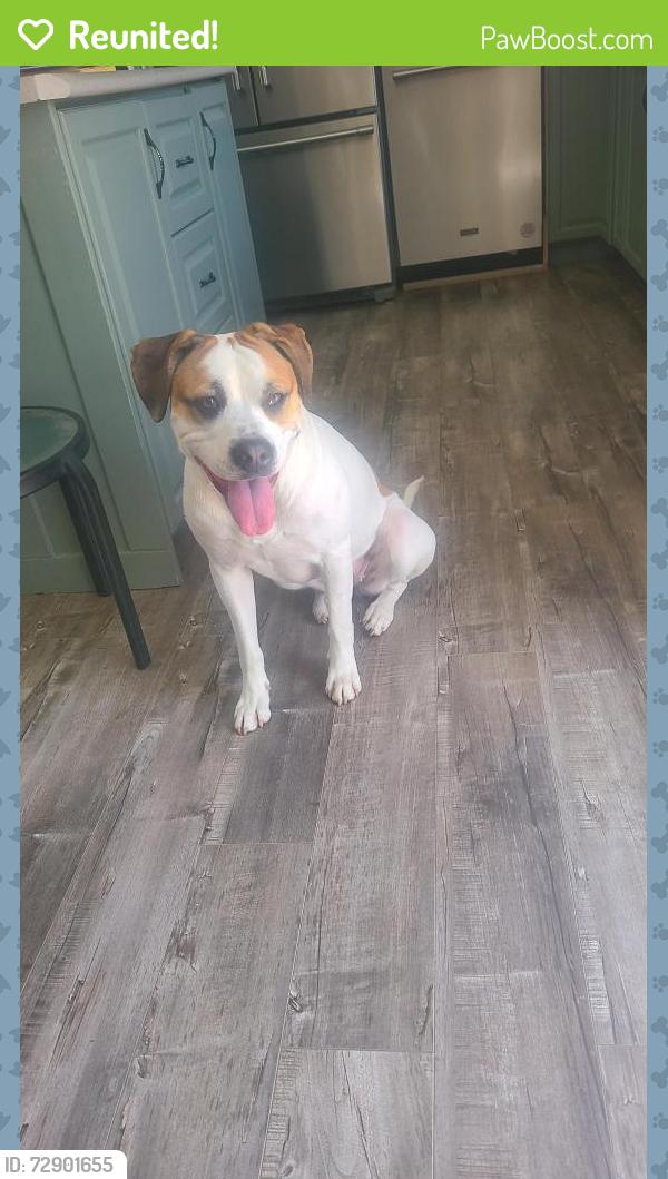 Reunited Female Dog last seen Warmen rd , Bass River, NB E4T 1K6
