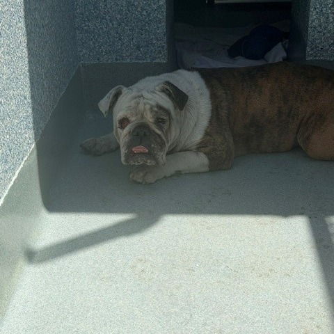 Shelter Stray Female Dog last seen , 12910 Yukon Ave, Hawthorne, CA 90250, USA
