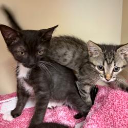 Shelter Stray Male Cat last seen , 8020 Washington St, Port Richey, FL 34668, USA