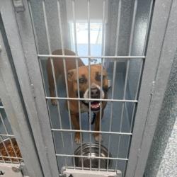 Shelter Stray Unknown Dog last seen , 12910 Yukon Ave, Hawthorne, CA 90250, USA