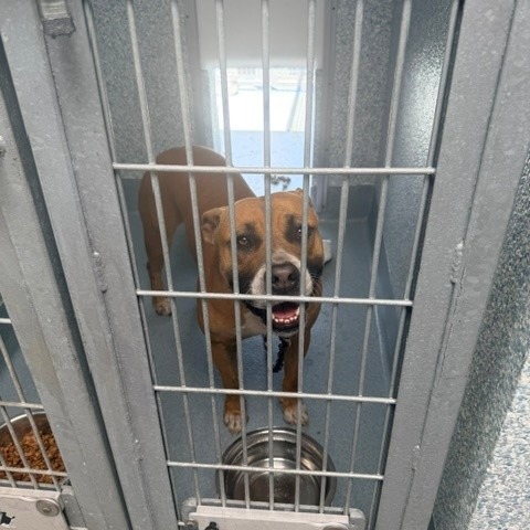 Shelter Stray Unknown Dog last seen , 12910 Yukon Ave, Hawthorne, CA 90250, USA
