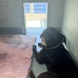 Shelter Stray Female Dog last seen , 12910 Yukon Ave, Hawthorne, CA 90250, USA