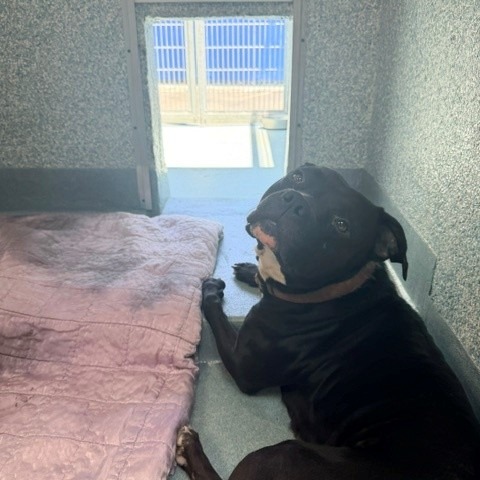 Shelter Stray Female Dog last seen , 12910 Yukon Ave, Hawthorne, CA 90250, USA