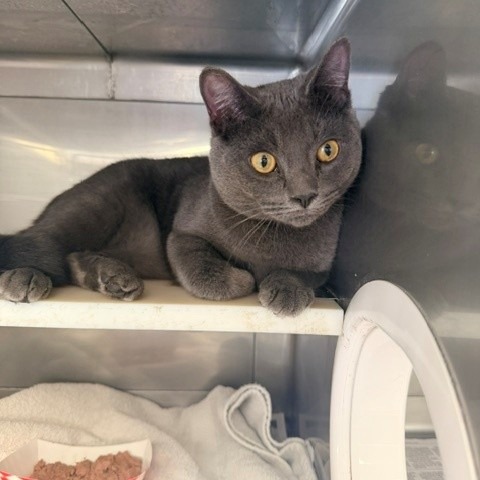 Shelter Stray Male Cat last seen , 12910 Yukon Ave, Hawthorne, CA 90250, USA