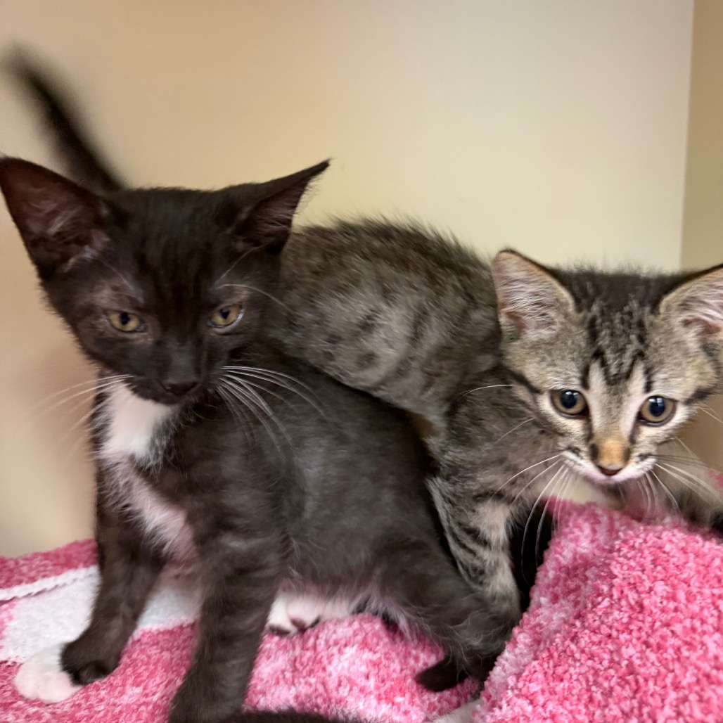 Shelter Stray Female Cat last seen , 8020 Washington St, Port Richey, FL 34668, USA