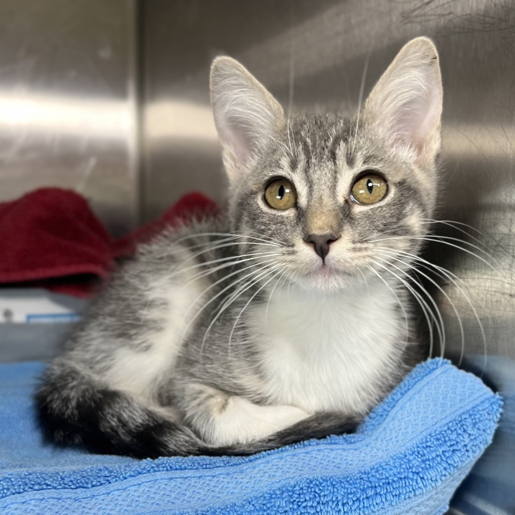 Shelter Stray Female Cat last seen , 4575 E Mesquite Ave, Palm Springs, CA 92264, USA