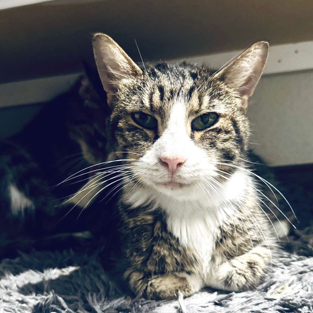 Shelter Stray Female Cat last seen , 2951 S 1st St, Cabot, AR 72023, USA