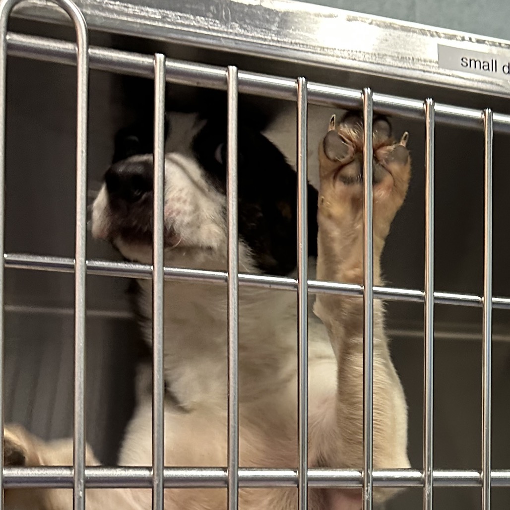 Shelter Stray Female Dog last seen , 4525 W Wendover Ave, Greensboro, NC 27409, USA