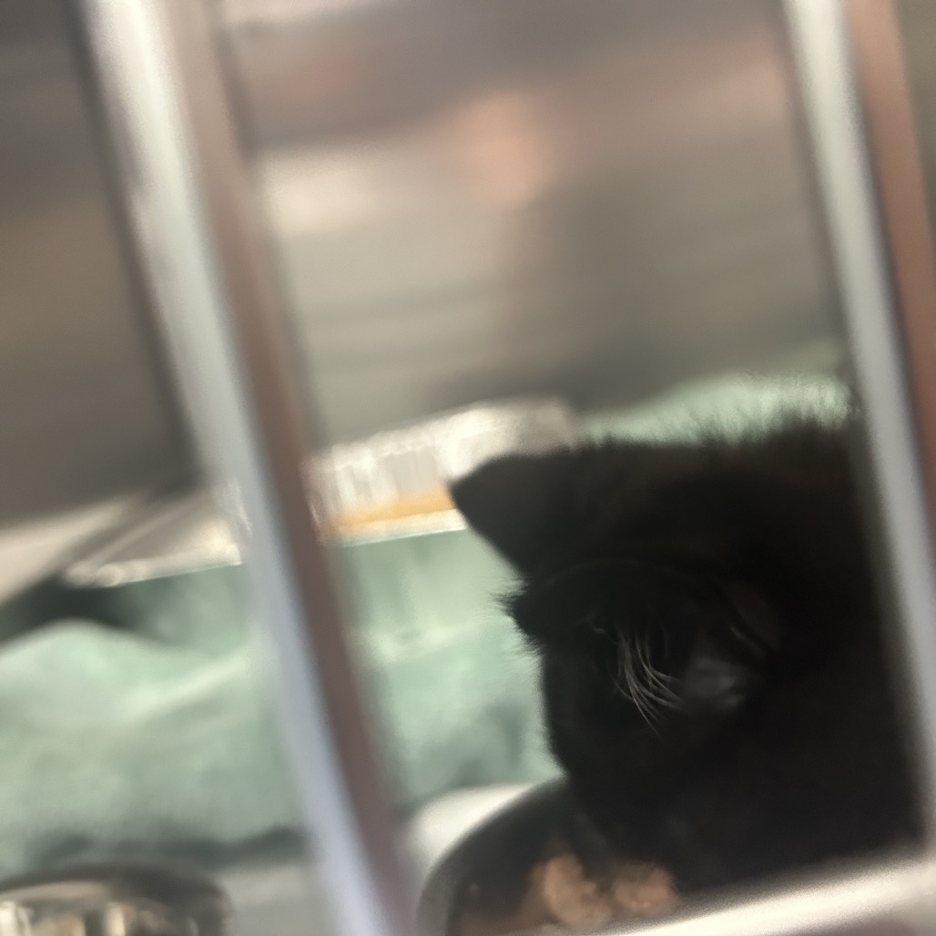 Shelter Stray Female Cat last seen , 4525 W Wendover Ave, Greensboro, NC 27409, USA