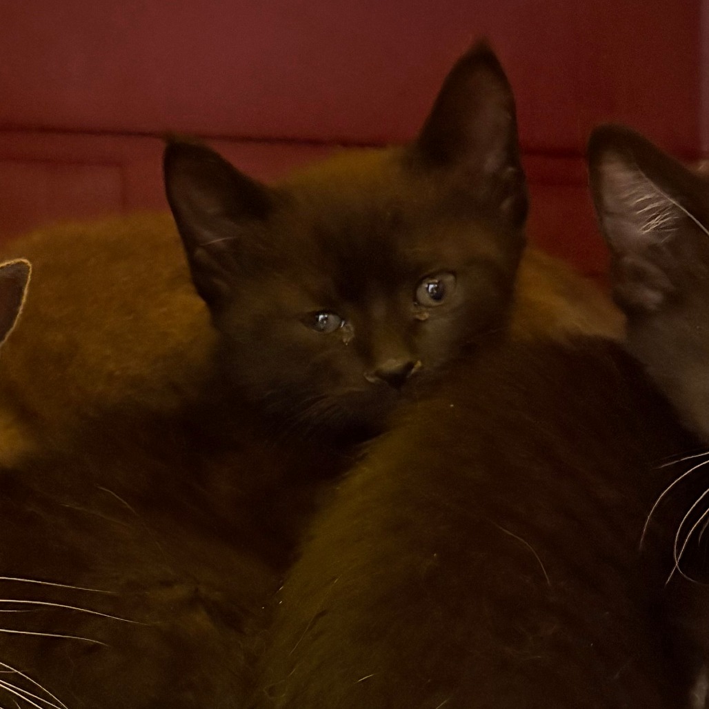 Shelter Stray Female Cat last seen , Animal Care & Control Team of Philly, 111 W Hunting Park Ave, Philadelphia, PA 19140, USA