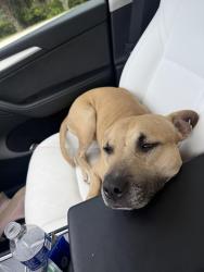 Lost Male Dog last seen carnival blvd, harkisheimer ave, Jacksonville, FL 32210