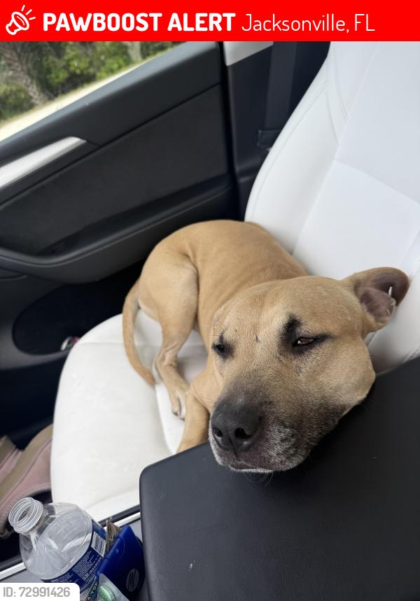 Lost Male Dog last seen carnival blvd, harkisheimer ave, Jacksonville, FL 32210