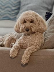 Lost Female Dog last seen Vineyard and Riverside Dr., Ontario, CA 91761