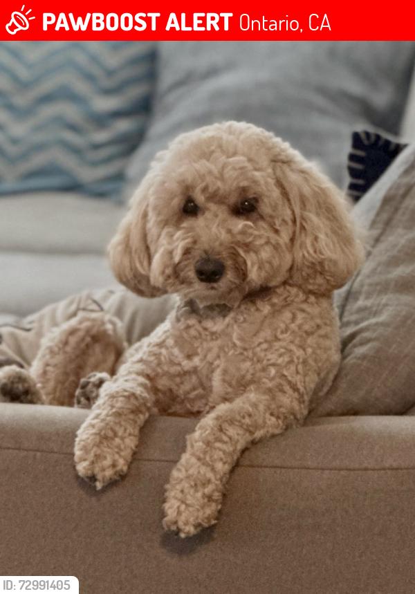 Lost Female Dog last seen Vineyard and Riverside Dr., Ontario, CA 91761