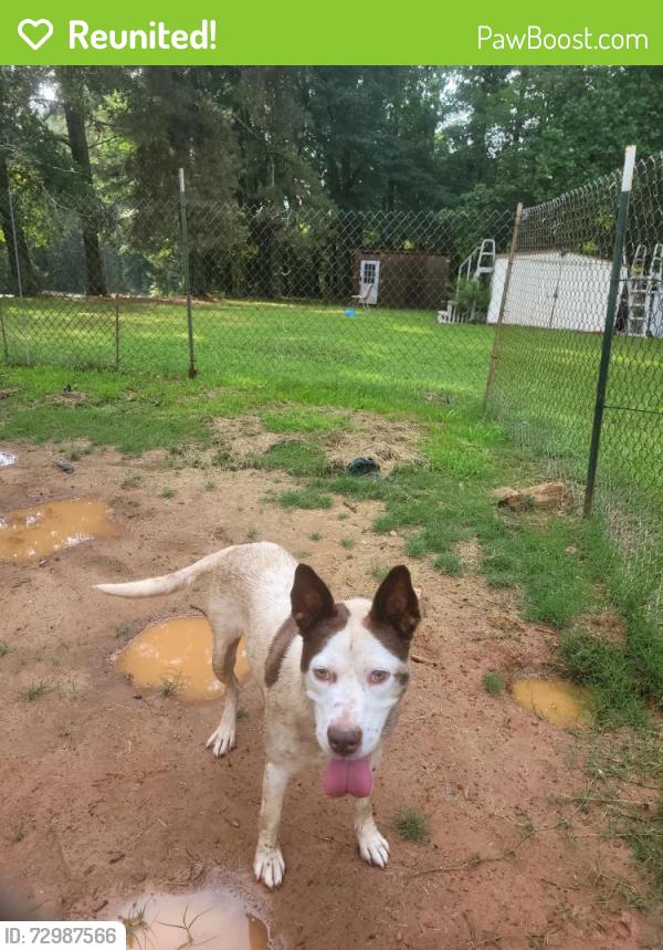 Reunited Female Dog last seen intersection of shady grove and s hillside drive, Carrollton, GA 30116