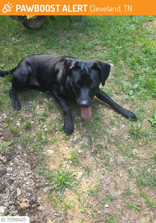 Found/Stray Male Dog last seen Cleveland Community Center, Cleveland, TN 37311