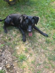 Found/Stray Male Dog last seen Cleveland Community Center, Cleveland, TN 37311
