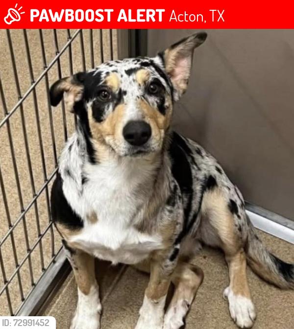 Lost Female Dog last seen Power hse gym, Acton, TX 76049