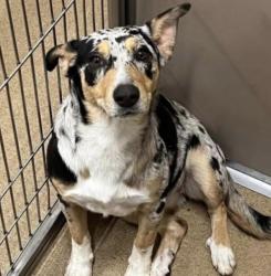 Lost Female Dog last seen Power hse gym, Acton, TX 76049