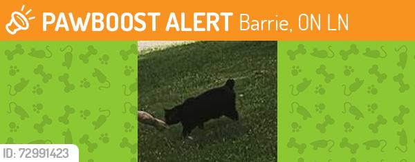 Found/Stray Female Cat last seen Country Lane & Heritage Court, Barrie, ON L4N