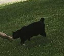 Found/Stray Female Cat last seen Country Lane & Heritage Court, Barrie, ON L4N